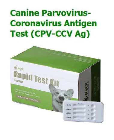 Test na antygen wirusa korona psiego parwowirusa